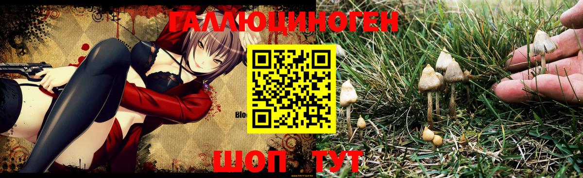 Псилоцибиновые грибы Psilocybe Менделеевск